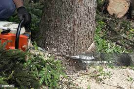 How Our Tree Care Process Works  in  Edgewood, FL