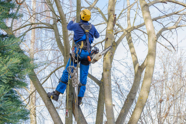 Best Root Management and Removal  in Edgewood, FL